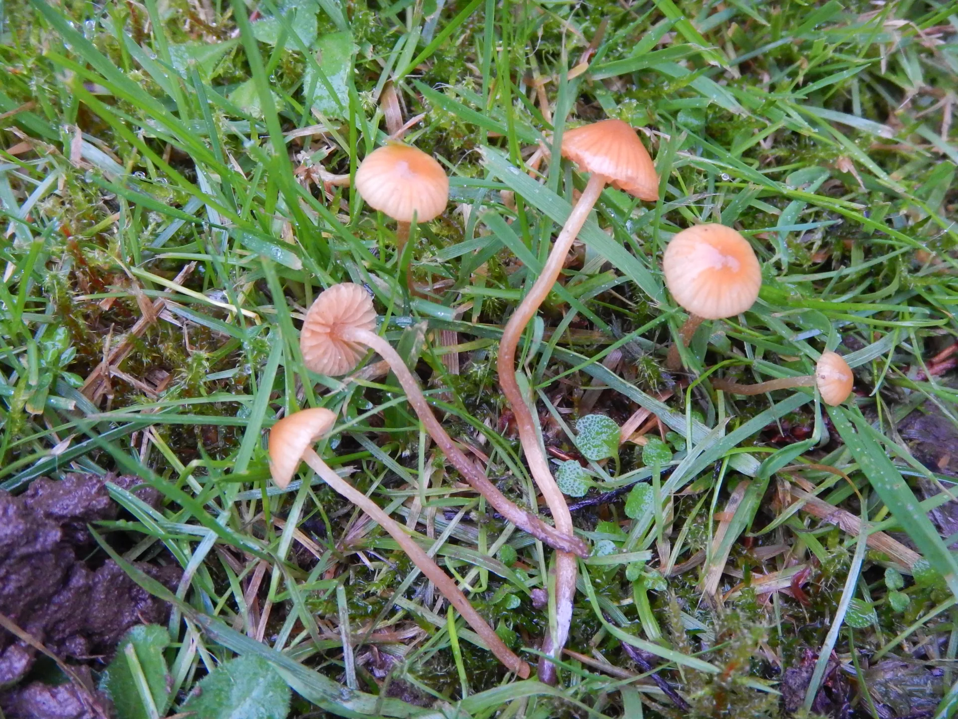 Galerina clavata,20-12-12